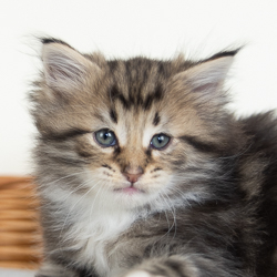 aslan