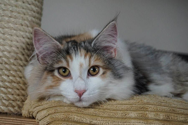 Hanna